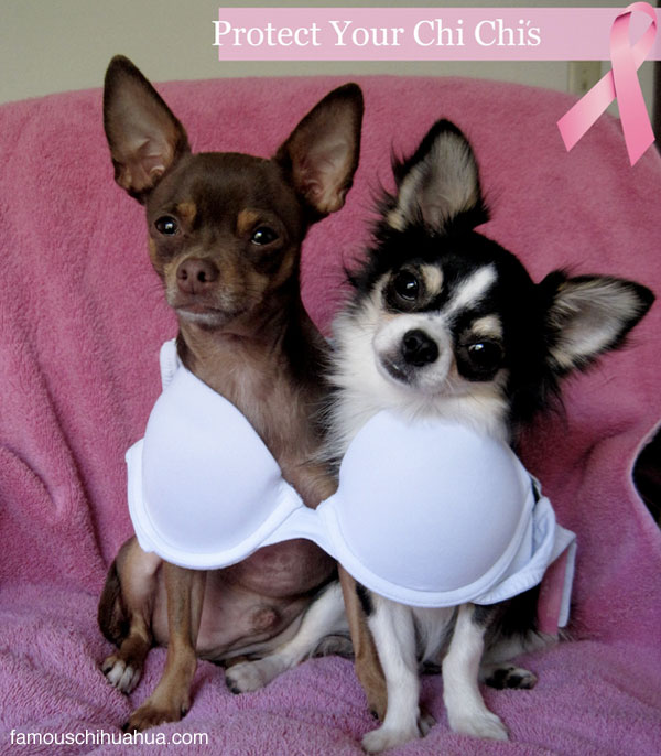 support breast cancer, protect your chi chis!