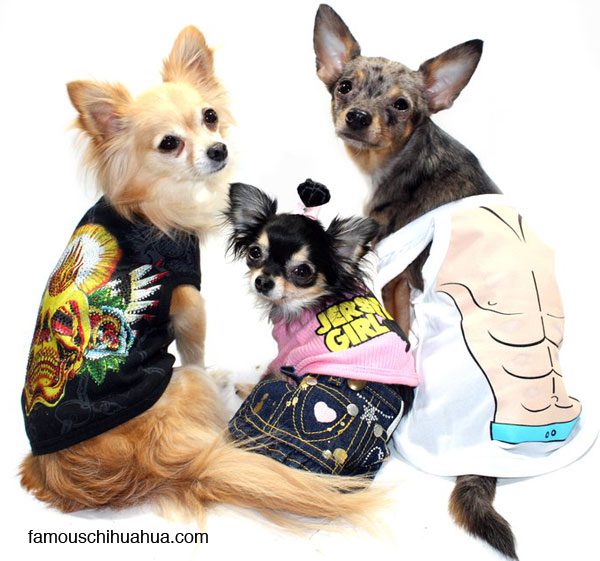 jerseyshore chihuahuas