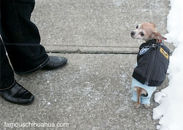 the dog jacket chico the chihuahua was wearing when he was attacked by the owl