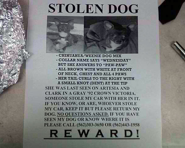 have you seen this stolen chihuahua?