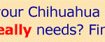 chihuahua care