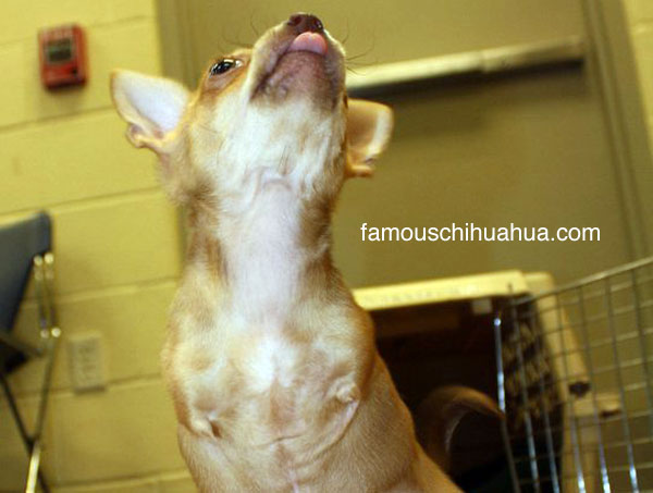 despite their disability, these chihuahuas are showing tremendous strength