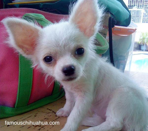 i'm chloe, a long haired chihuahua puppy from the philippines!