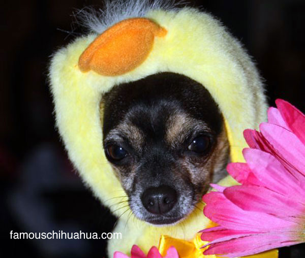 is your chihuahua the next famous chihuahua?