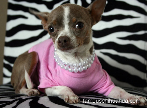 did someone say designer dog clothes on sale?