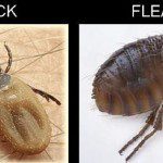 tick flea
