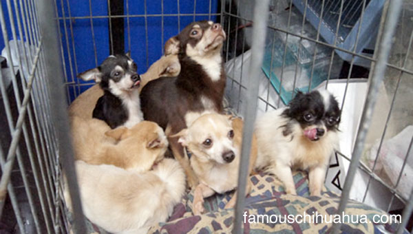 33 chihuahuas rescued from squalor