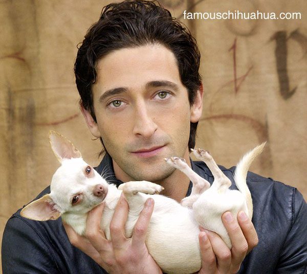 adrien brody and his chihuahua ceelo, which one is cuter?