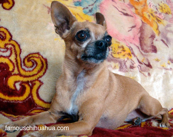 teaka the famous chihuahua is a short-haired, smooth-coat chihuahua