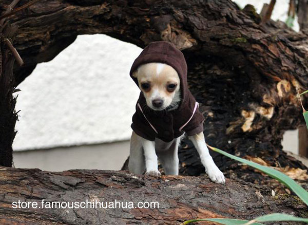 is your chihuahua the next famous chihuahua fashion model?