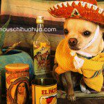 chihuahua cincodemayo