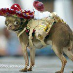 cincodemayo chihuahua