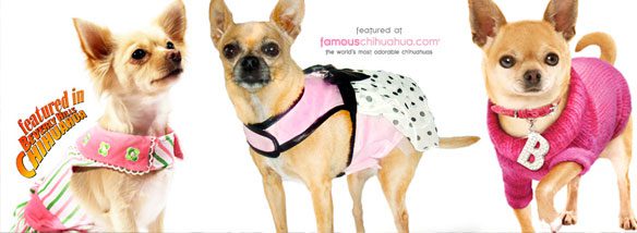 shop for affordable chihuahua clothes and accessories! 