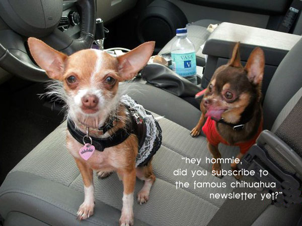 hey hommie, did you subscribe to the famous chihuahua newsletter yet?
