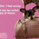 chihuahua xantax