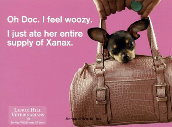 chihuahua on xantax?