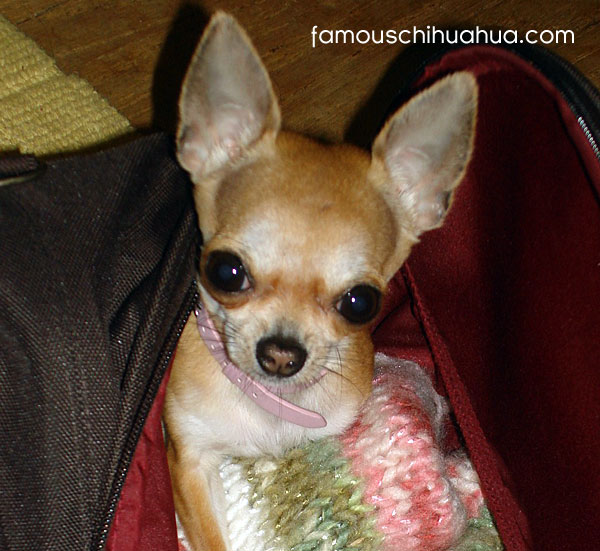 good golly, it's little miss molly the teacup chihuahua!