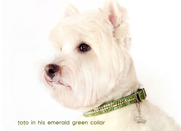 your chihuahua will look just as dazzling as toto does in their own wizard of oz dog collar!