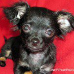 black chihuahua