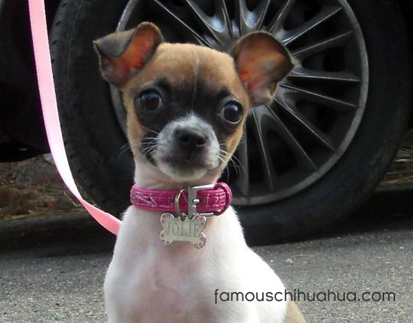 jolie, the world's first cutest famous chihuahua!