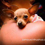 tinkerbell chihuahua