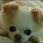 famous chihuahua suzie 11