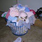 giz in basket