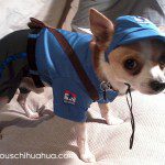postman chihuahua