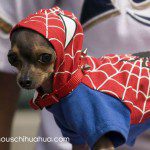 spiderman chihuahua