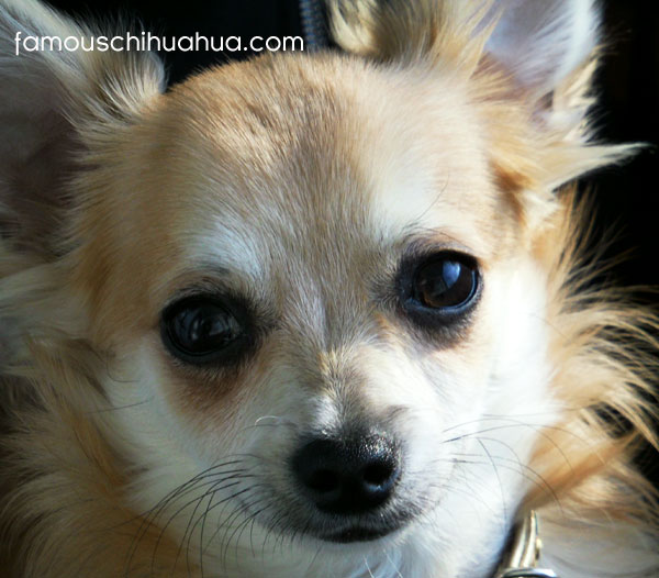 my dream is to be a famous chihuahua model!