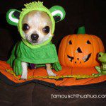 chihuahua frog