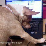 chihuahua on facebook