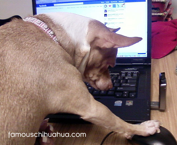 like famous chihuahua on facebook!