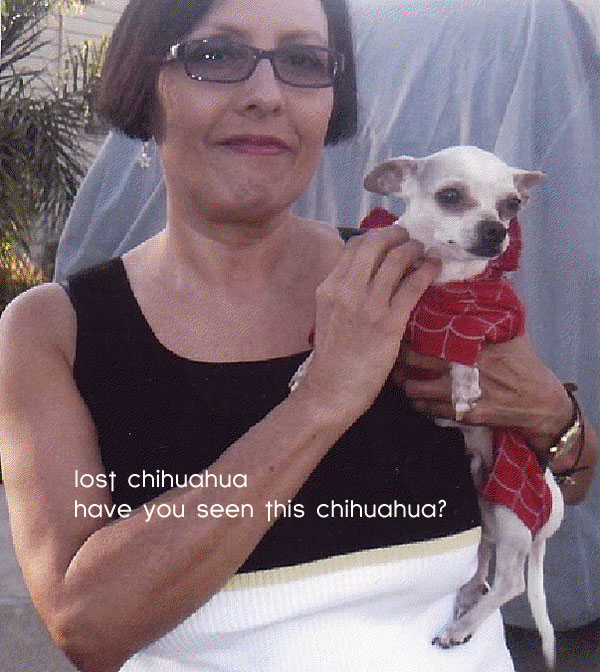 have you seen this chihuahua?