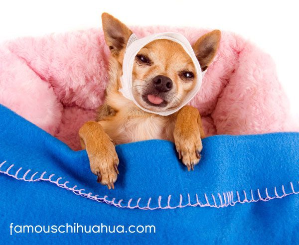 how much do you love your chihuahua?