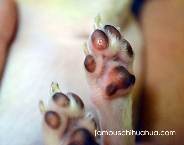 protect your chihuahua's precious paws