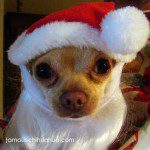 chihuahua santa