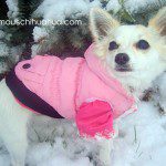 elle chihuahua