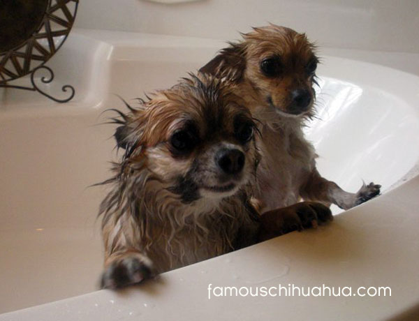 bathing chihuahuas!