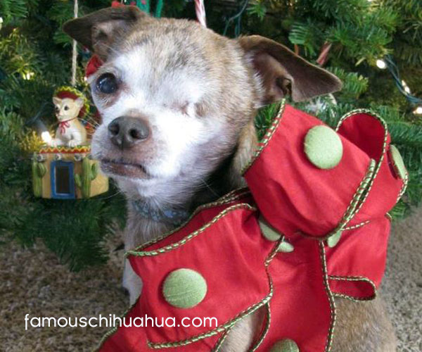 harley wins the famous chihuahua christmas picture contest!