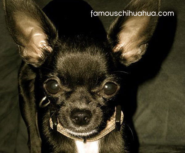 bella, the sassy little chihuahua from ohio!