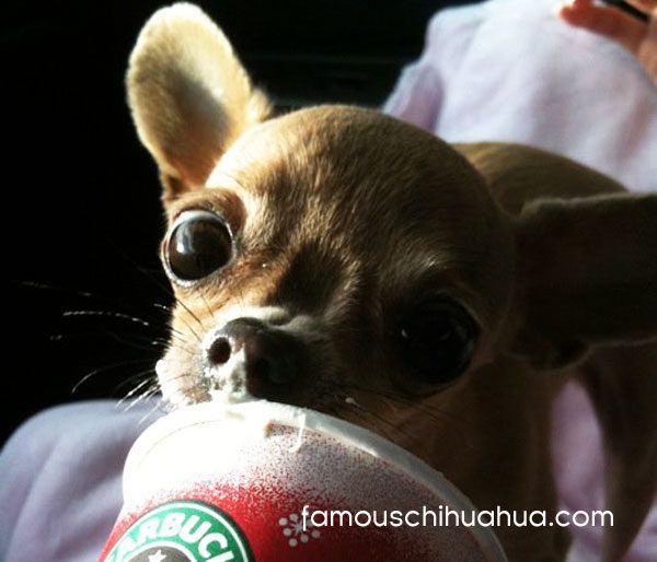 tiny chihuahua loves her starbucks!