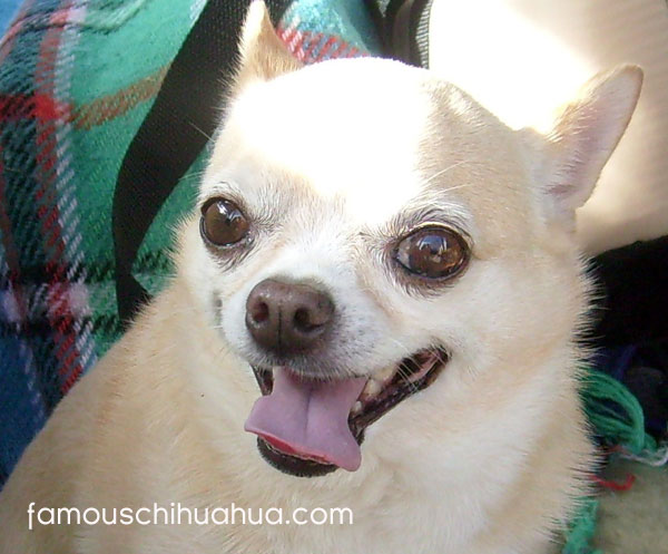 have you ever seen a chihuahua that smiles like this?