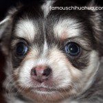 chihuahua yoda