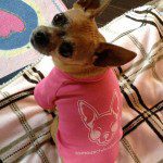 famouschihuahua shirt