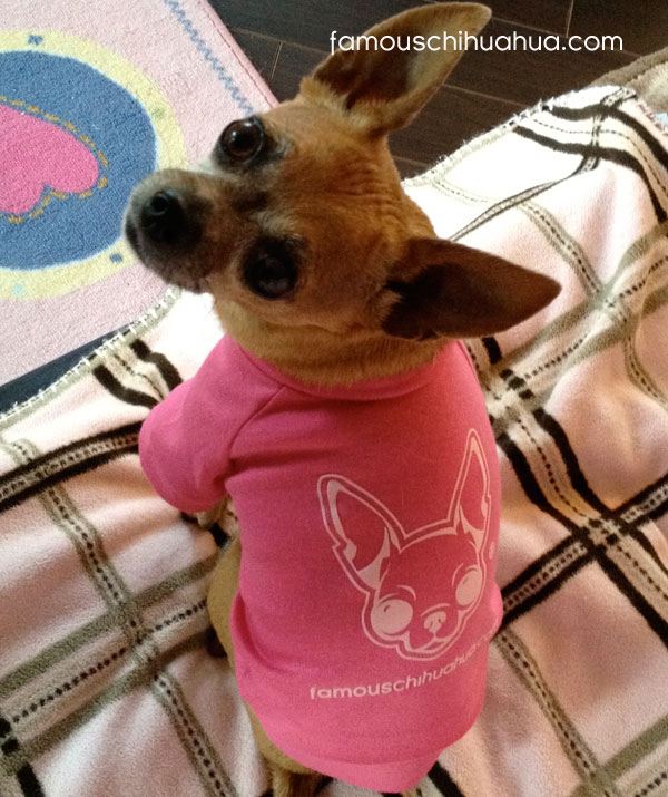 make your chihuahua famous with a famous chihuahua dog shirt!