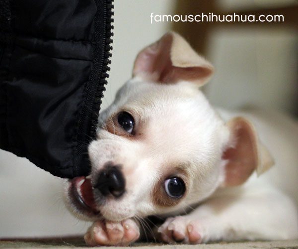 meet tank the chihuahua puppy!