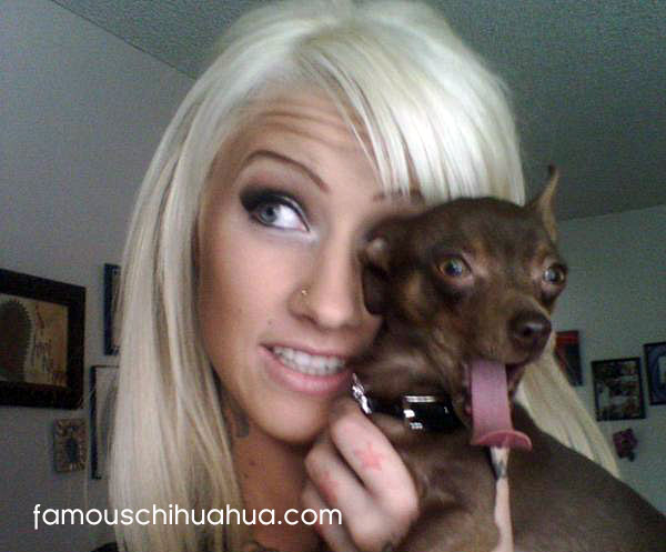 the fabulous miss brittney and her chihuahua rexford!