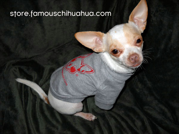 pablo models our famous chihuahua dog shirt!
