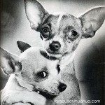 chihuahua loving